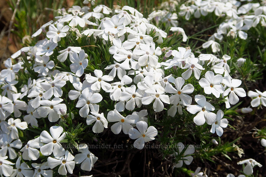 spreading phlox (Phlox diffusa) [Kendall Skyline Road, Umatilla National Forest, Columbia County, Washington]