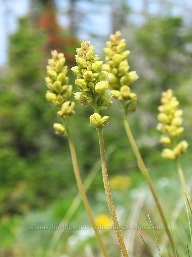 round-leaf alumroot (Heuchera cylindrica) [Kendall Skyline Road, Umatilla National Forest, Columbia County, Washington]