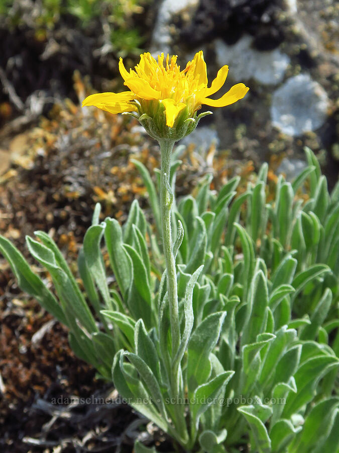 woolly goldenweed (Stenotus lanuginosus var. lanuginosus (Haplopappus lanuginosus)) [Kendall Skyline Road, Umatilla National Forest, Columbia County, Washington]