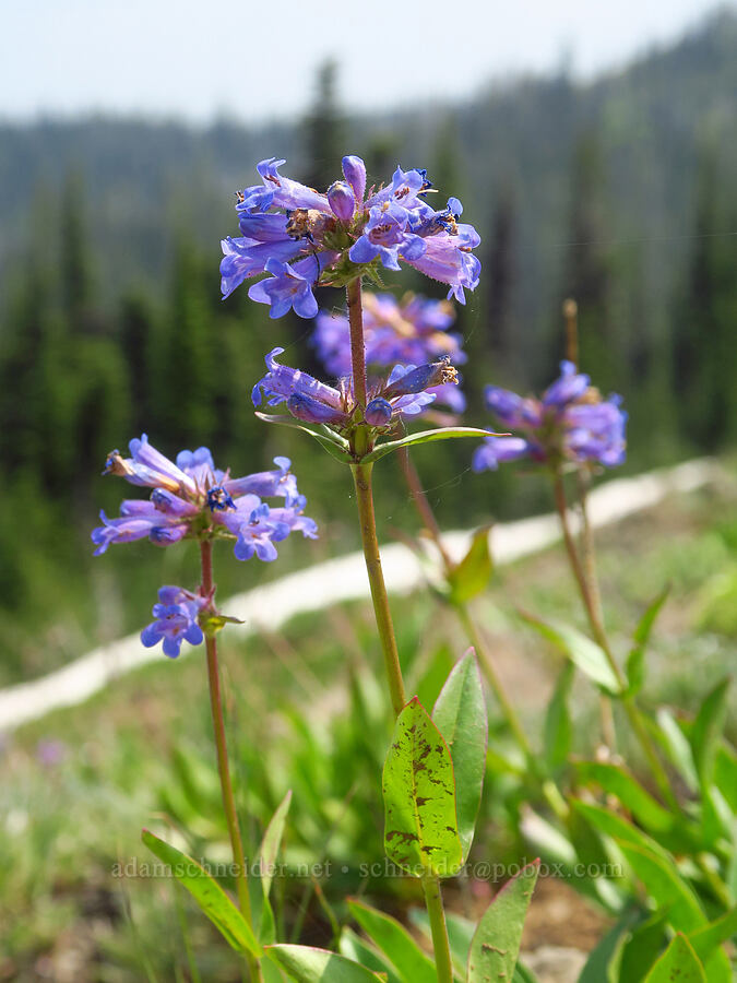 sulphur penstemon (Penstemon attenuatus var. attenuatus) [Kendall Skyline Road, Umatilla National Forest, Columbia County, Washington]