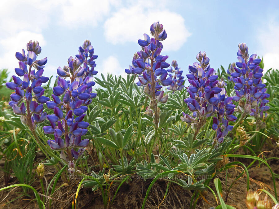 low lupine (Lupinus lepidus) [Kendall Skyline Road, Umatilla National Forest, Columbia County, Washington]