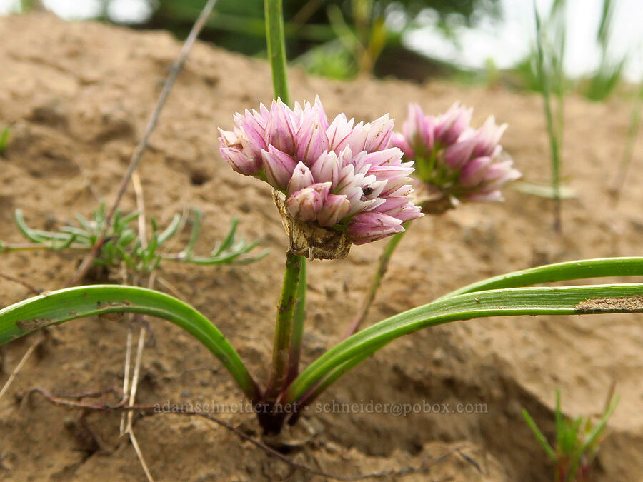 pink Blue Mountain onions (Allium fibrillum) [Kendall Skyline Road, Umatilla National Forest, Columbia County, Washington]