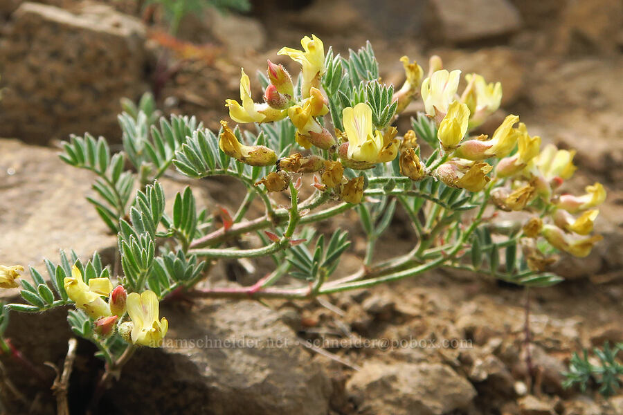 balloon-pod milk-vetch (Astragalus whitneyi var. sonneanus) [Kendall Skyline Road, Umatilla National Forest, Columbia County, Washington]