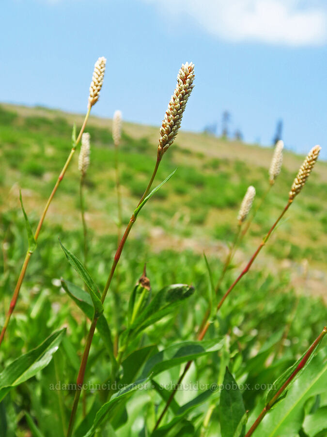 western bistort, budding (Bistorta bistortoides (Polygonum bistortoides)) [Kendall Skyline Road, Umatilla National Forest, Columbia County, Washington]