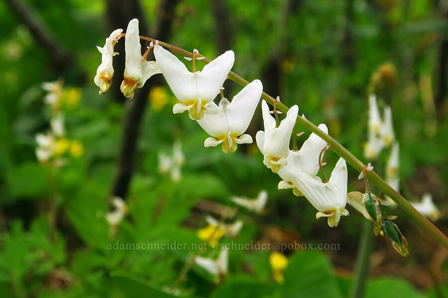 Dutchman's breeches (Dicentra cucullaria var. occidentalis) [Kendall Skyline Road, Umatilla National Forest, Columbia County, Washington]