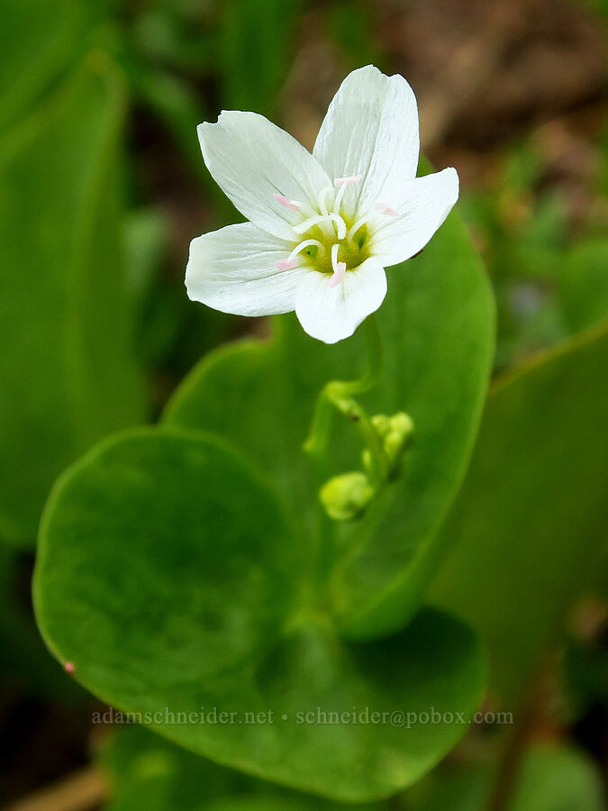 heart-leaf spring-beauty (Claytonia cordifolia (Montia cordifolia)) [Kendall Skyline Road, Umatilla National Forest, Columbia County, Washington]