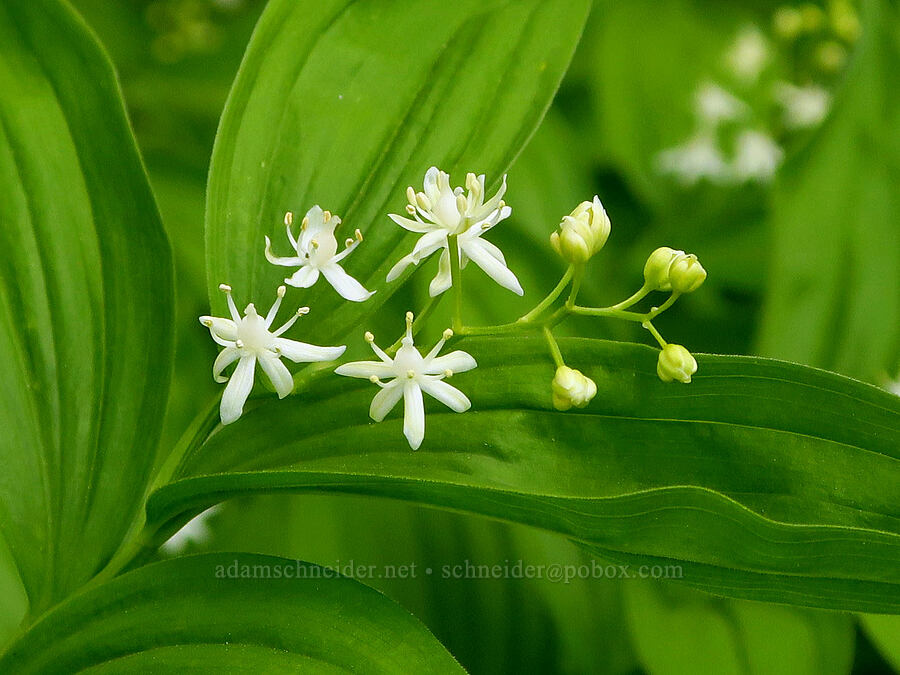 starry false Solomon's-seal (Maianthemum stellatum (Smilacina stellata)) [Kendall Skyline Road, Umatilla National Forest, Columbia County, Washington]