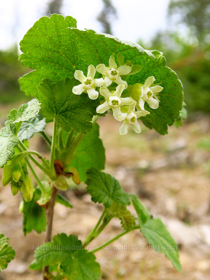 sticky currant (Ribes viscosissimum) [Kendall Skyline Road, Umatilla National Forest, Columbia County, Washington]