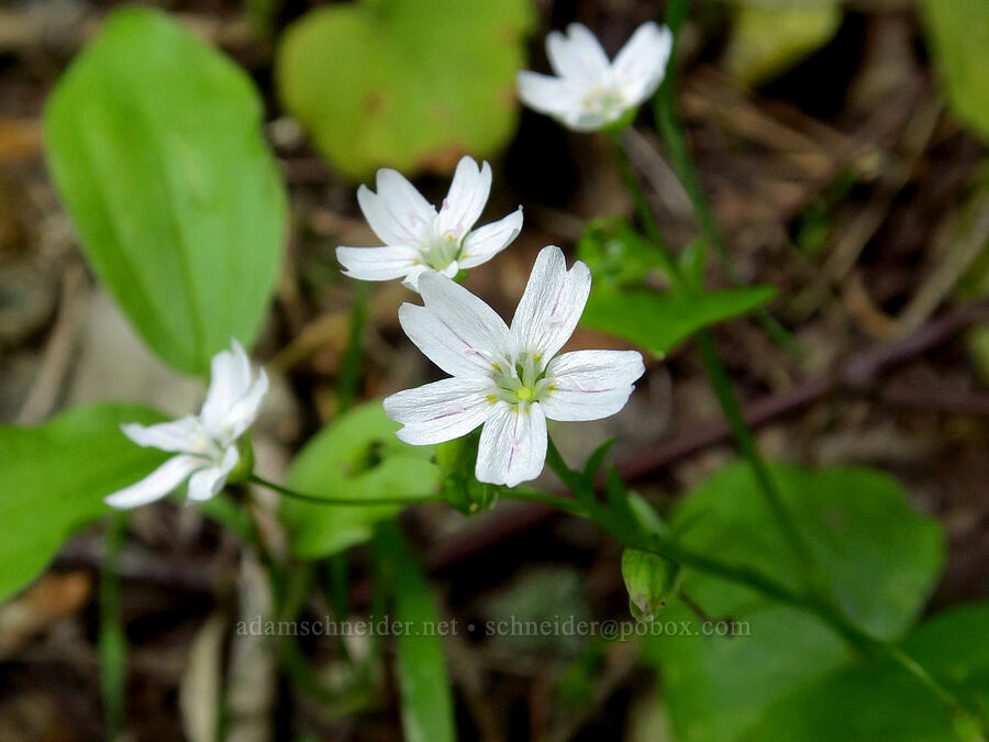 candyflower (Claytonia sibirica (Montia sibirica)) [Middle Point Ridge Trail, Umatilla National Forest, Columbia County, Washington]
