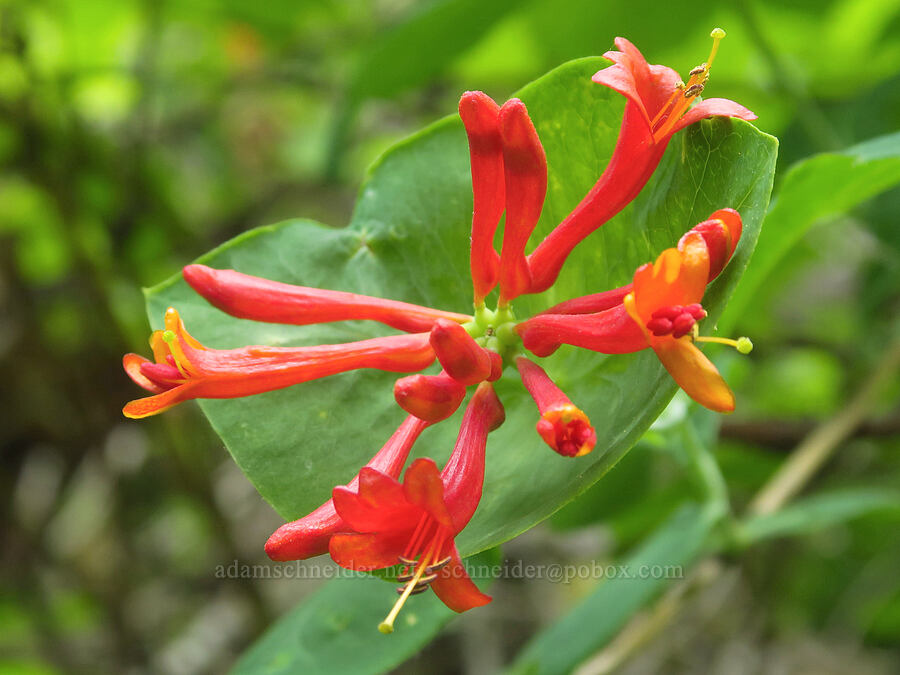 very red orange honeysuckle (Lonicera ciliosa) [Middle Point Ridge Trail, Umatilla National Forest, Columbia County, Washington]