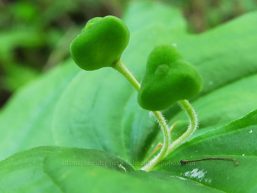 wart-berry fairy bells fruit (Prosartes trachycarpa (Disporum trachycarpum)) [Middle Point Ridge Trail, Umatilla National Forest, Columbia County, Washington]