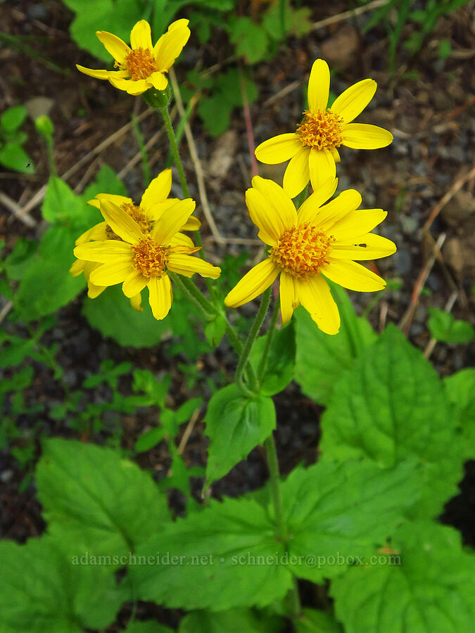 broad-leaf arnica (Arnica latifolia) [Middle Point Ridge Trail, Umatilla National Forest, Columbia County, Washington]