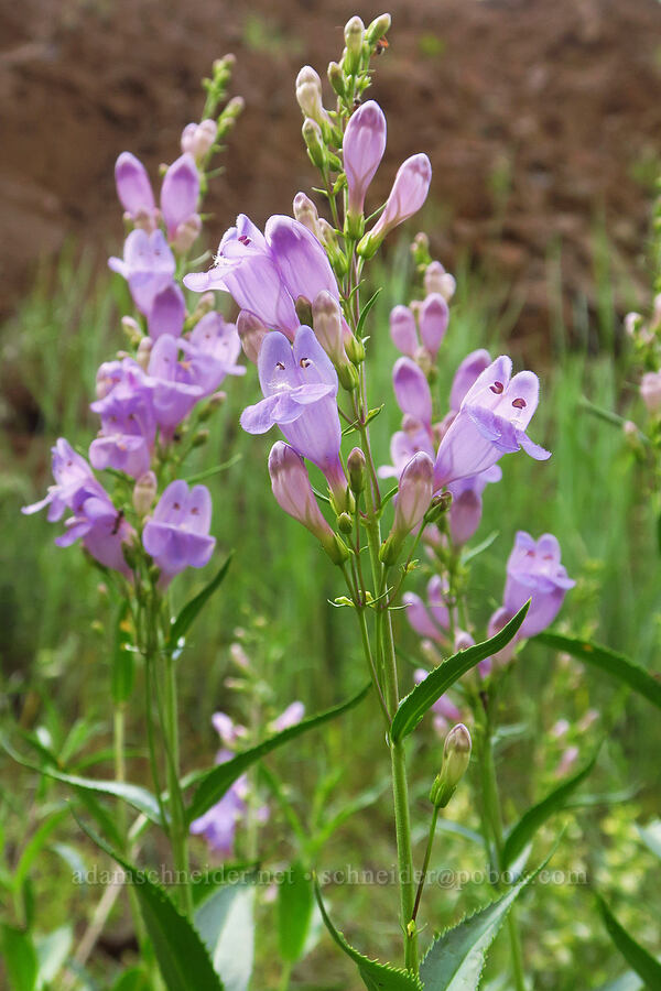 Venus penstemon (Penstemon venustus) [North Touchet Road, Columbia County, Washington]