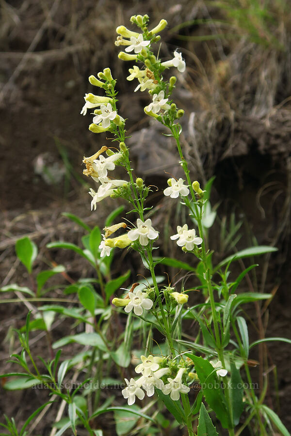 hot rock penstemon (Penstemon deustus) [North Touchet Road, Columbia County, Washington]