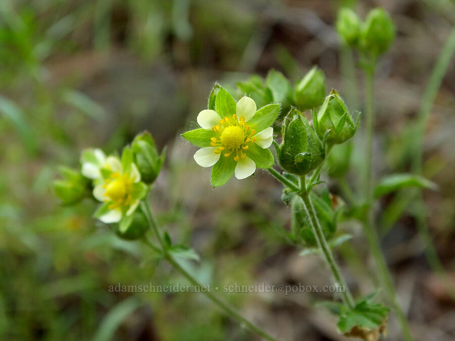 sticky cinquefoil (Drymocallis glandulosa (Potentilla glandulosa)) [North Touchet Road, Columbia County, Washington]