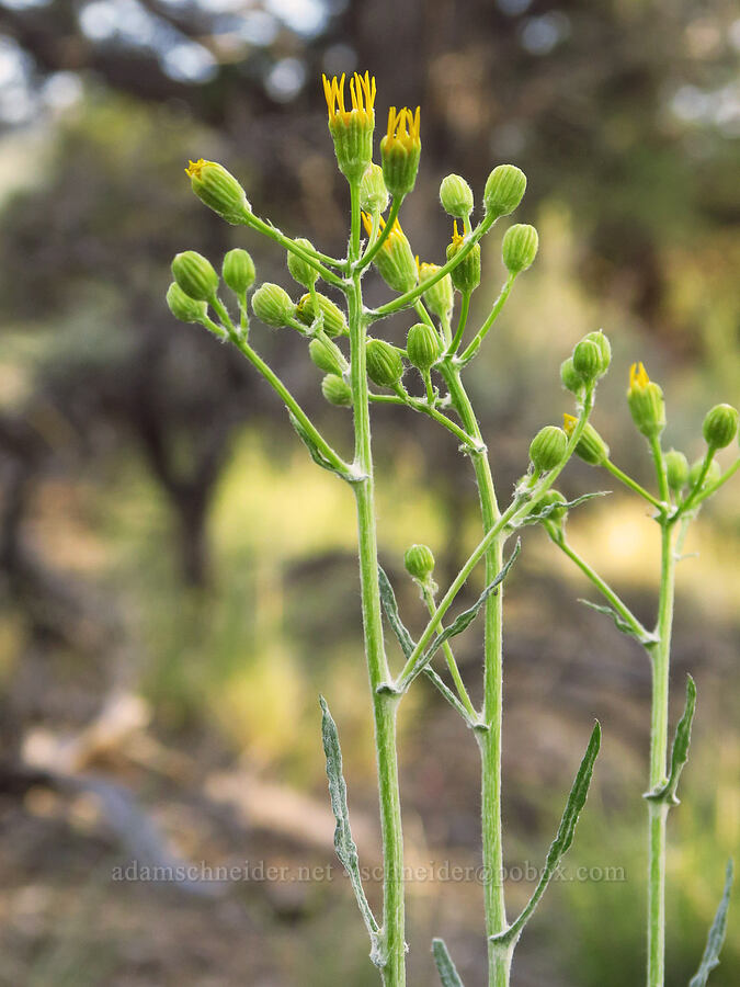 woolly groundsel, budding (Packera cana (Senecio canus)) [Oregon Badlands Wilderness, Deschutes County, Oregon]