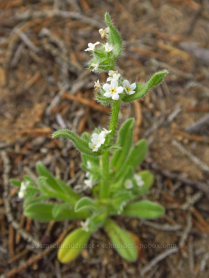 cryptantha with wide leaves (which?) (Cryptantha sp.) [Oregon Badlands Wilderness, Deschutes County, Oregon]