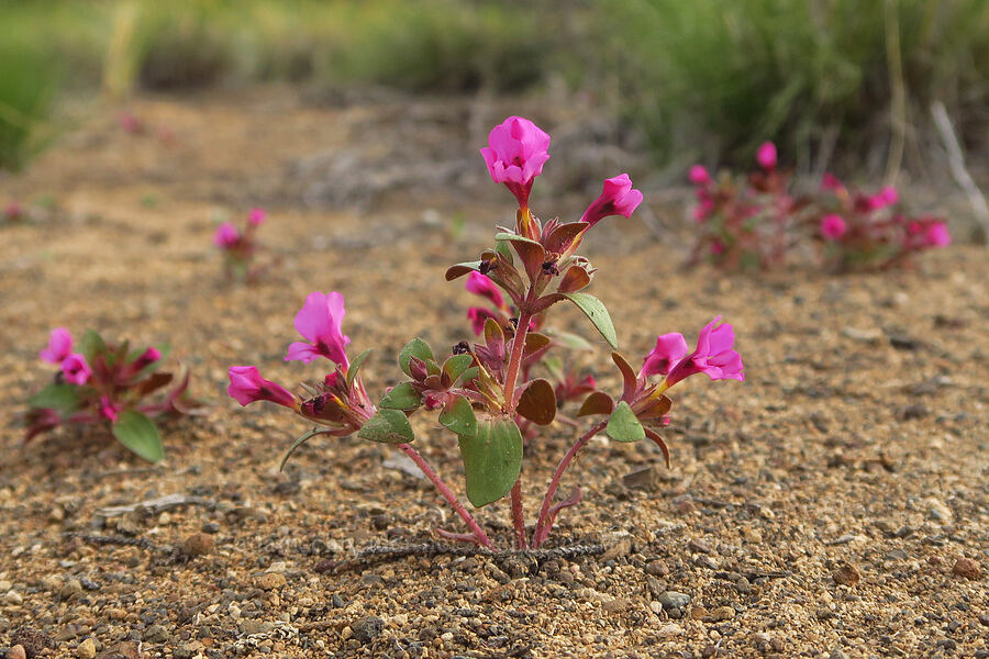 dwarf purple monkeyflower (Diplacus nanus (Mimulus nanus)) [Oregon Badlands Wilderness, Deschutes County, Oregon]