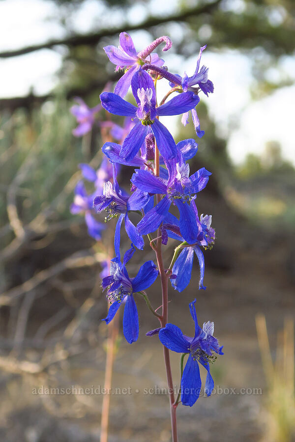 desert larkspur (Delphinium andersonii (Delphinium scaposum var. andersonii)) [Oregon Badlands Wilderness, Deschutes County, Oregon]