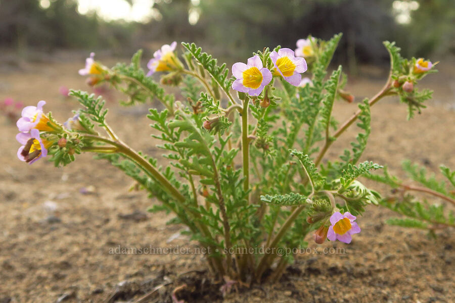 Leiberg's sand phacelia (Phacelia leibergii (Phacelia bicolor var. leibergii)) [Oregon Badlands Wilderness, Deschutes County, Oregon]