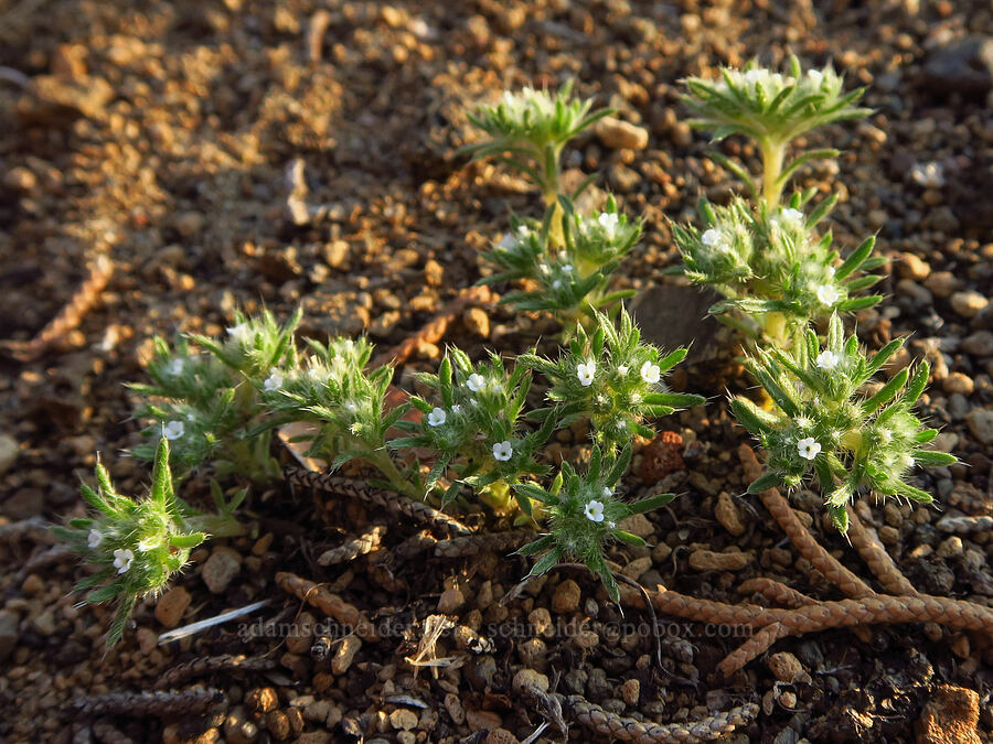 cushion cryptantha (Greeneocharis circumscissa var. circumscissa (Cryptantha circumscissa var. circumscissa)) [Oregon Badlands Wilderness, Deschutes County, Oregon]