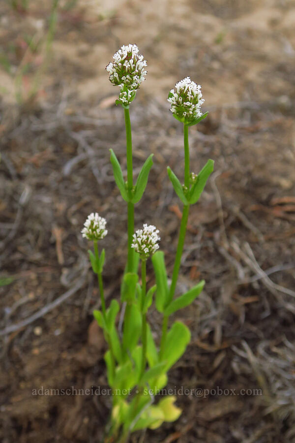 white plectritis (Plectritis macrocera) [Oregon Badlands Wilderness, Deschutes County, Oregon]