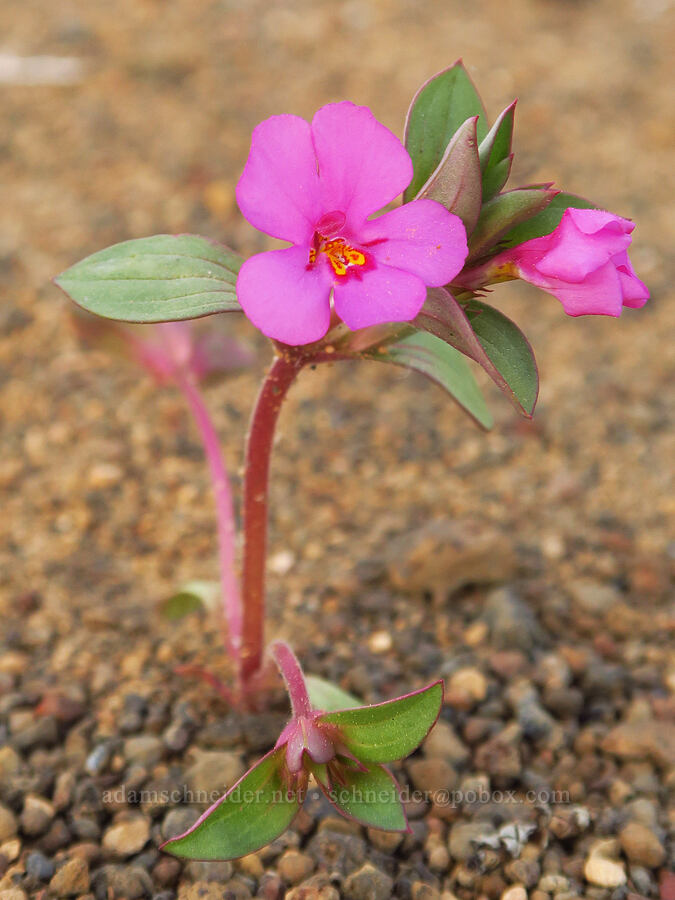 Deschutes monkeyflower (Diplacus deschutesensis (Mimulus cusickii)) [Oregon Badlands Wilderness, Deschutes County, Oregon]