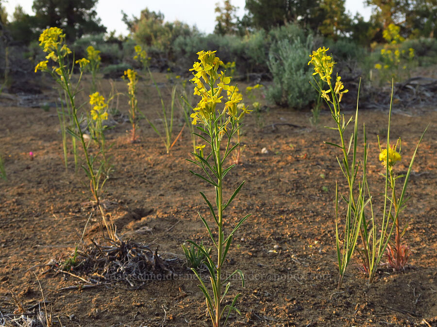 wallflower (Erysimum capitatum) [Oregon Badlands Wilderness, Deschutes County, Oregon]