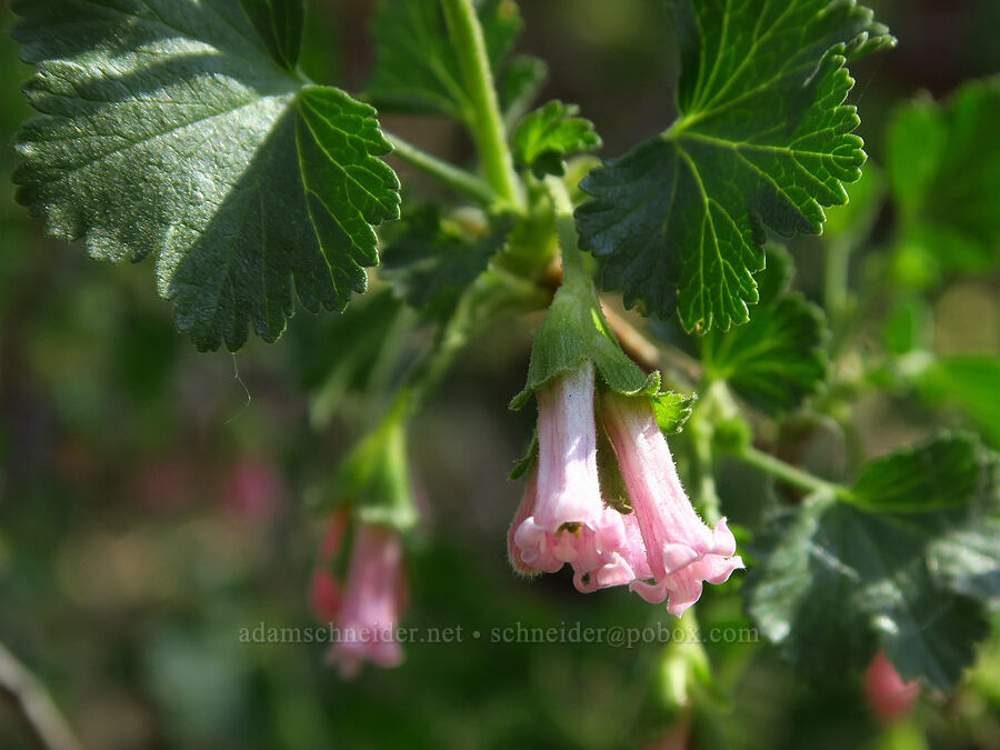 wax currant (Ribes cereum) [Pine Mountain, Deschutes County, Oregon]