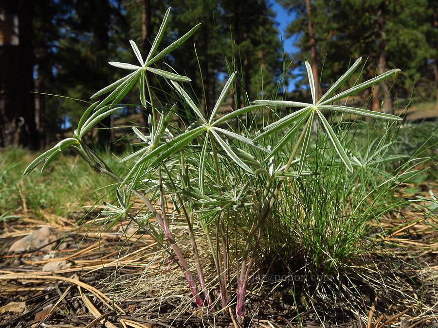 lupine (which?) (Lupinus sp.) [Pine Mountain, Deschutes County, Oregon]