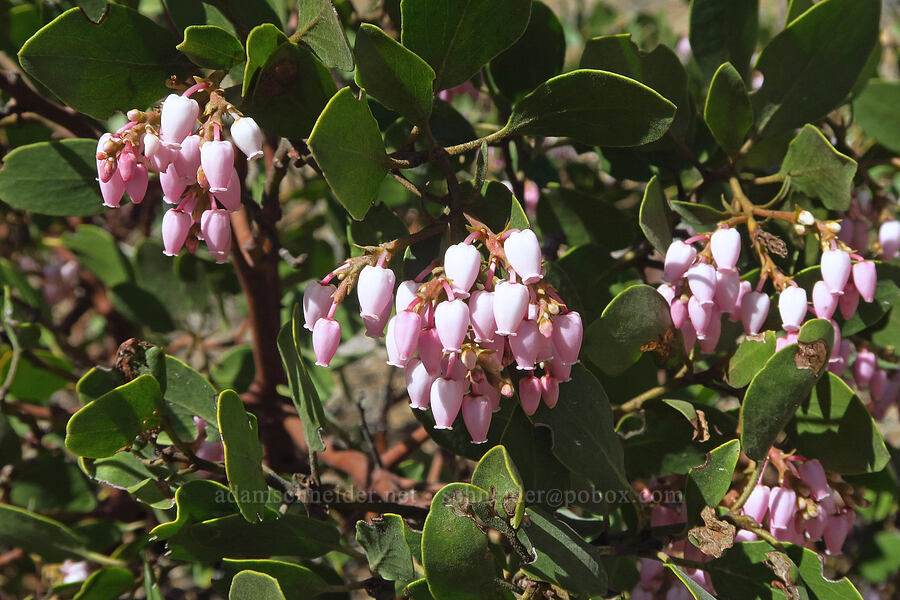 green-leaf manzanita (Arctostaphylos patula) [Forest Road 2017, Deschutes County, Oregon]
