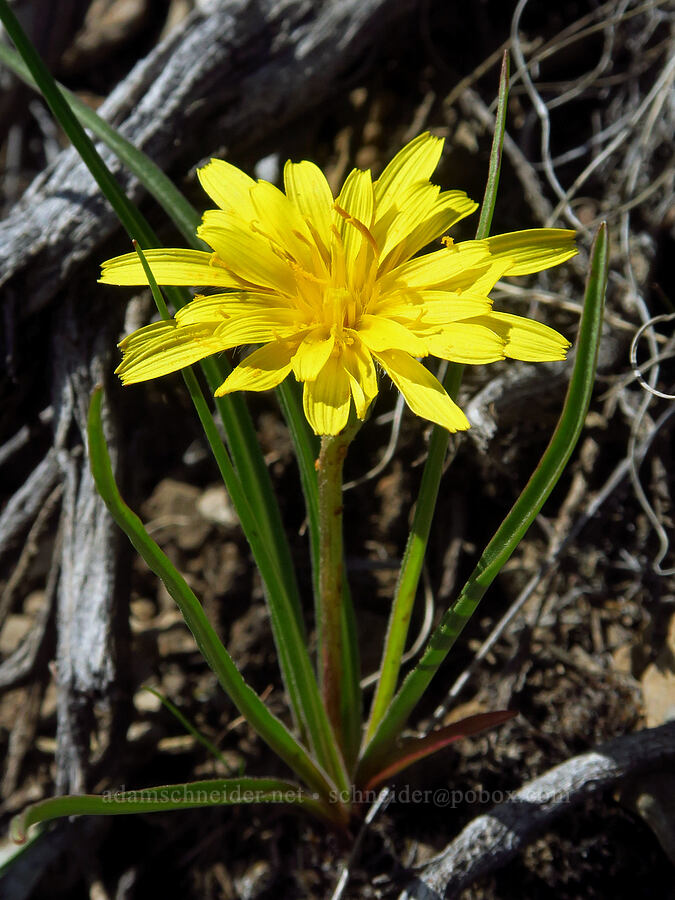 sagebrush false dandelion (Nothocalais troximoides (Microseris troximoides)) [Forest Road 2017, Deschutes County, Oregon]
