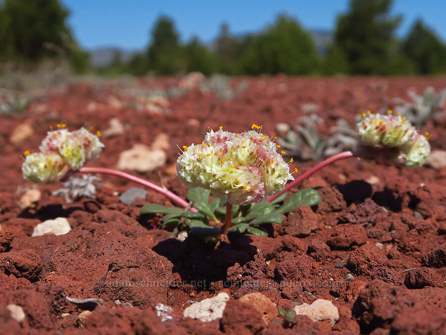 pussy-paws (Calyptridium umbellatum (Cistanthe umbellata)) [Pumice Flat, Deschutes County, Oregon]