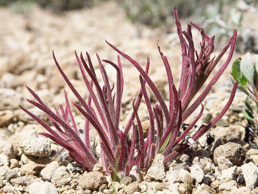 parrot-head paintbrush leaves (Castilleja pilosa) [Pumice Flat, Deschutes County, Oregon]
