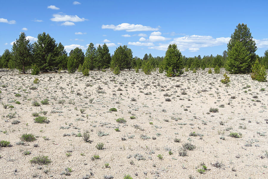 pumice [Pumice Flat, Deschutes County, Oregon]