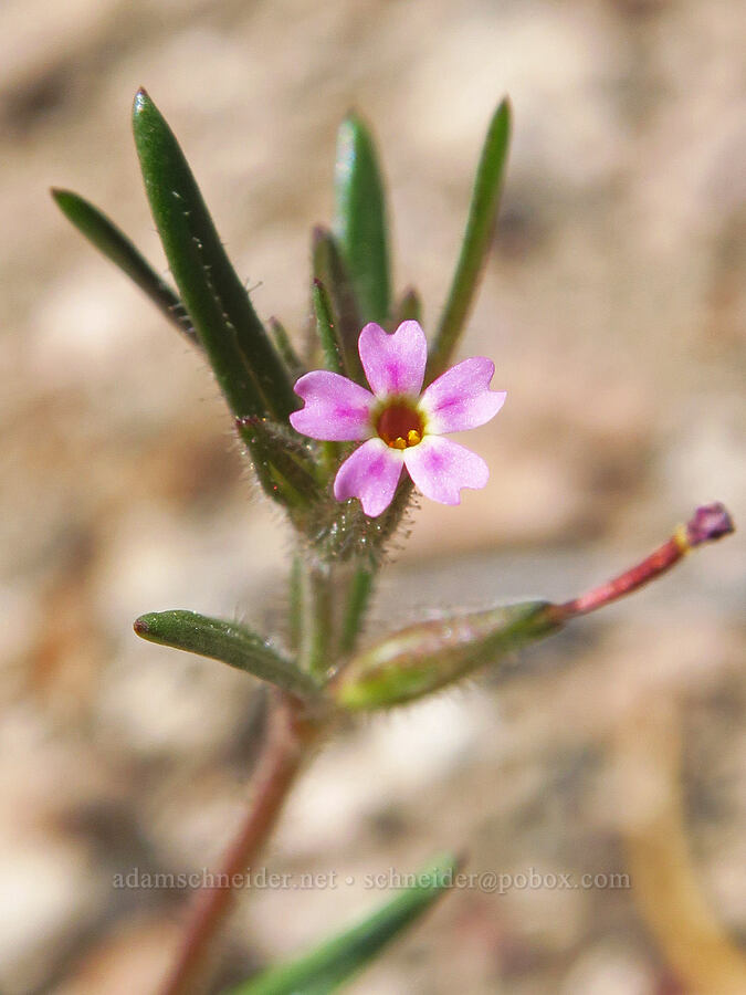 slender phlox (Microsteris gracilis (Phlox gracilis)) [Pumice Flat, Deschutes County, Oregon]