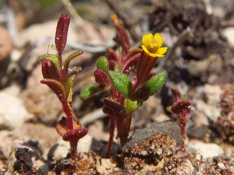 Suksdorf's miniature monkeyflower (Erythranthe suksdorfii (Mimulus suksdorfii)) [Pumice Flat, Deschutes County, Oregon]
