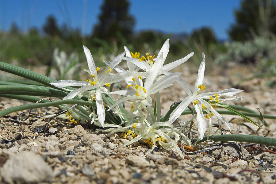 sand lilies (Leucocrinum montanum) [Pumice Flat, Deschutes County, Oregon]