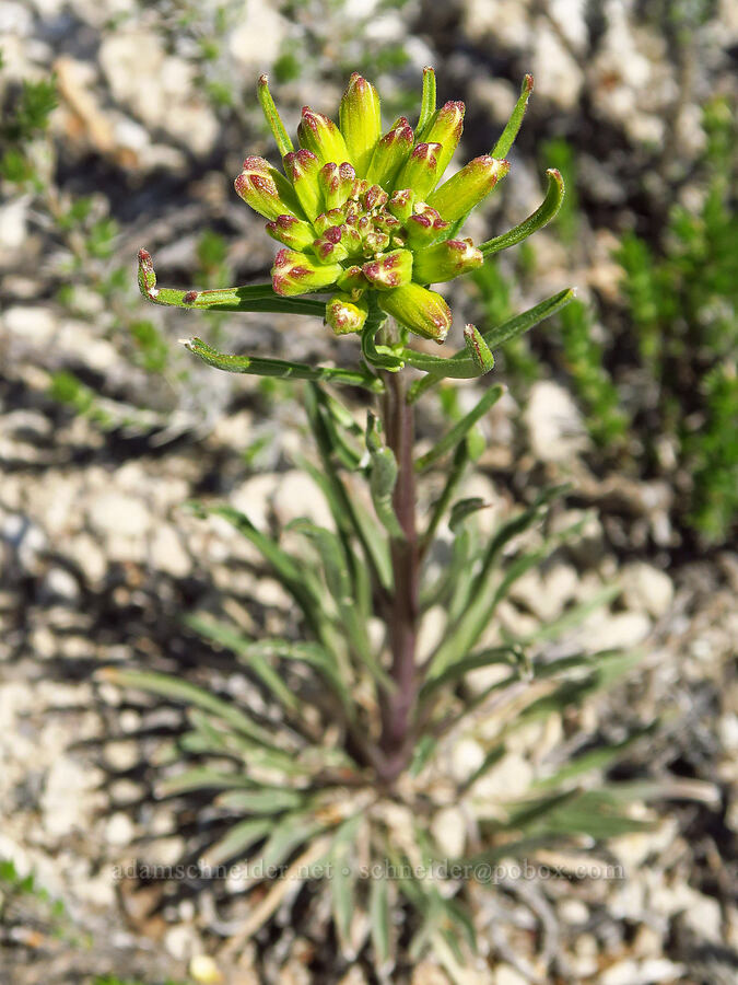 wallflower, budding (Erysimum capitatum) [Pumice Flat, Deschutes County, Oregon]