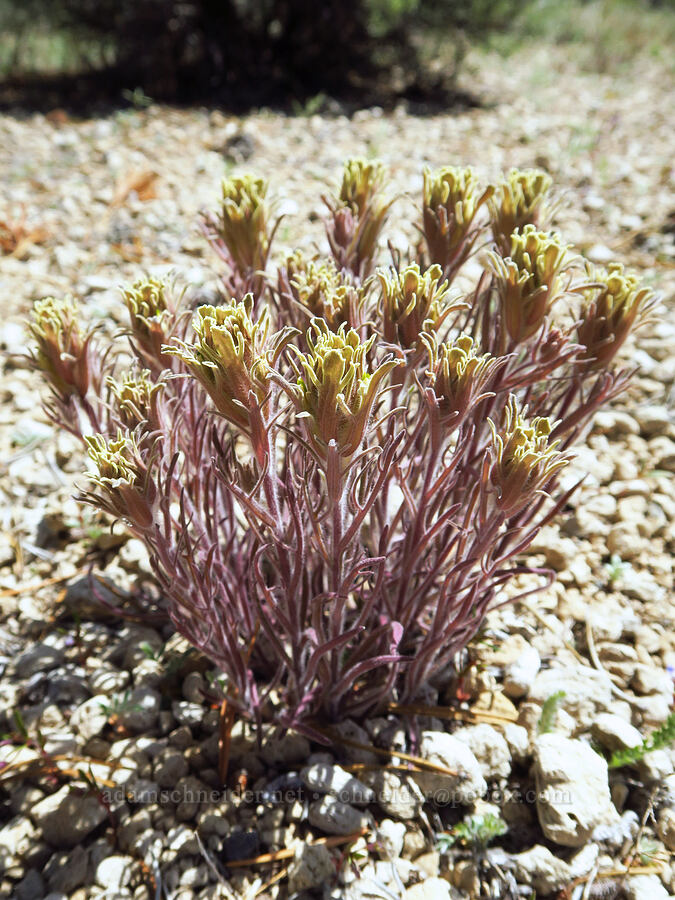 parrot-head paintbrush (Castilleja pilosa) [Pumice Springs, Deschutes County, Oregon]