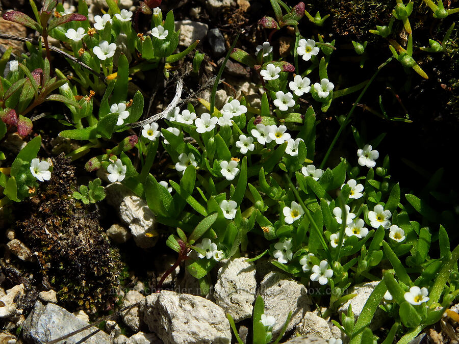 Scouler's popcorn-flower (Plagiobothrys scouleri) [Pumice Springs, Deschutes County, Oregon]