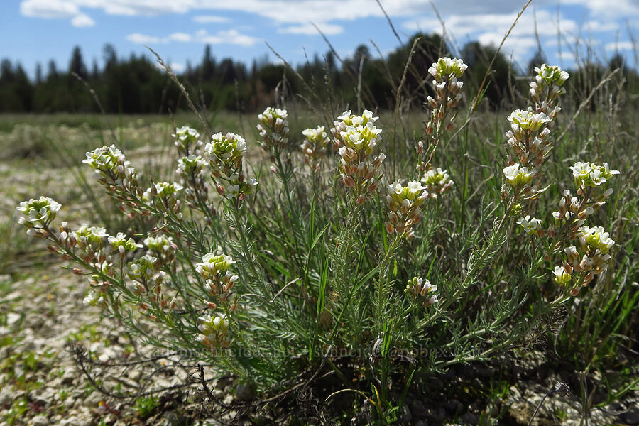 desert comb-leaf (Polyctenium fremontii) [Pumice Springs, Deschutes County, Oregon]