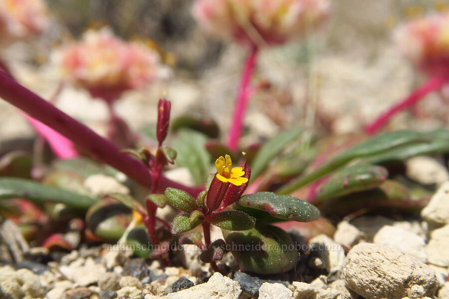 Suksdorf's miniature monkeyflower & pussy-paws (Erythranthe suksdorfii (Mimulus suksdorfii), Calyptridium umbellatum (Cistanthe umbellata)) [Pumice Springs, Deschutes County, Oregon]