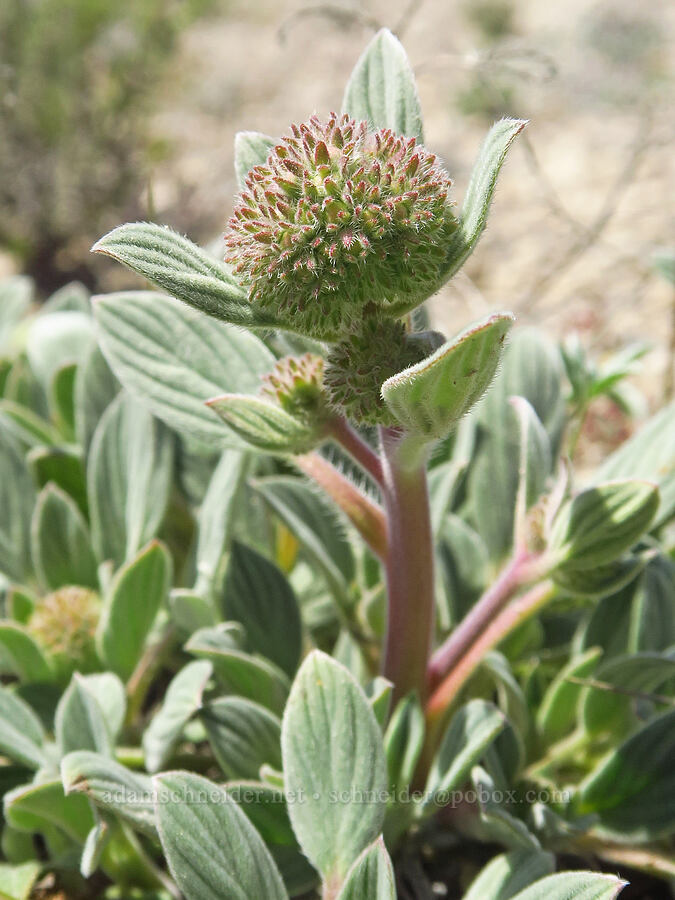 compact phacelia, budding (Phacelia hastata var. compacta (Phacelia frigida)) [Pumice Springs, Deschutes County, Oregon]