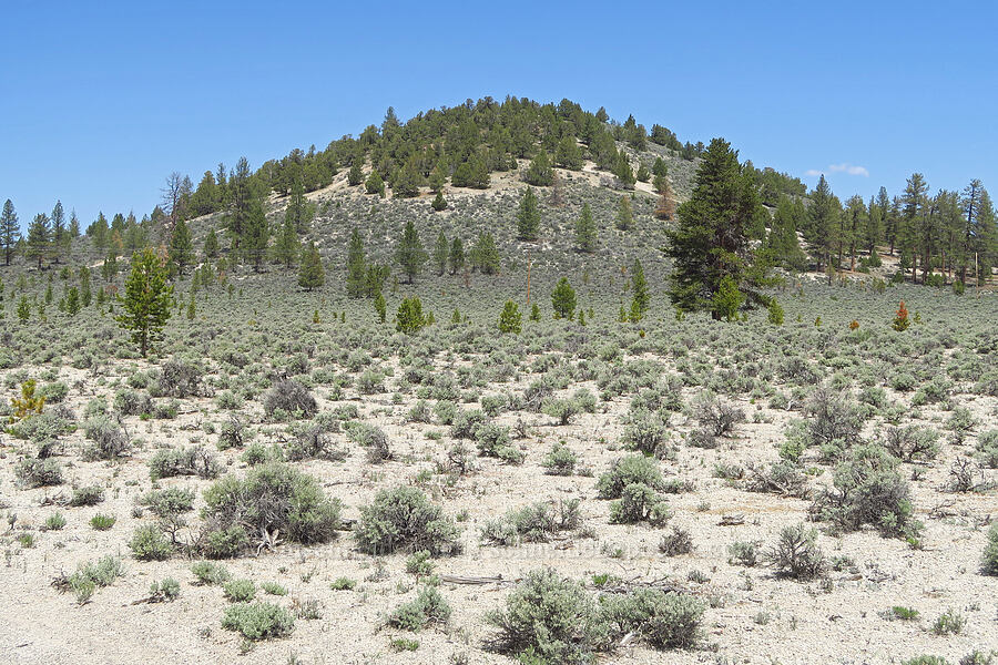 Mahogany Butte [Forest Road 2312, Deschutes County, Oregon]