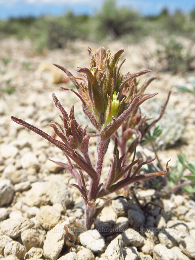 parrot-head paintbrush (Castilleja pilosa) [Forest Road 2312, Deschutes County, Oregon]