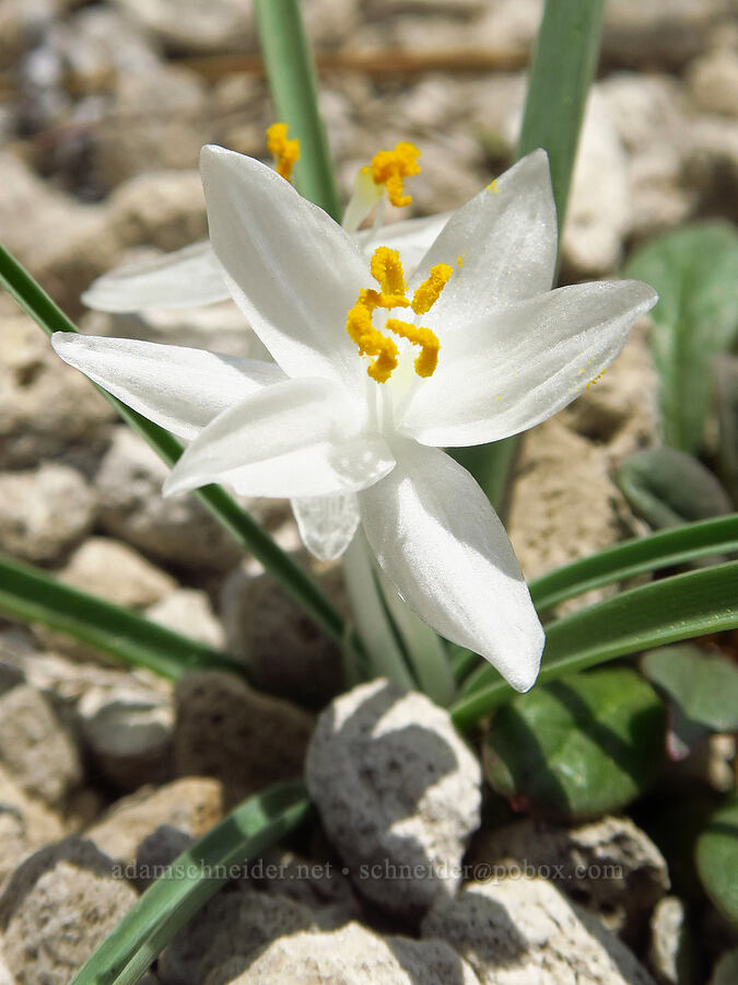 sand lilies (Leucocrinum montanum) [Forest Road 2312, Deschutes County, Oregon]