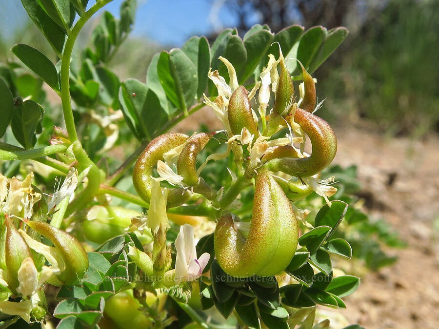 freckled milk-vetch (Astragalus lentiginosus) [Moffitt Road, Deschutes County, Oregon]