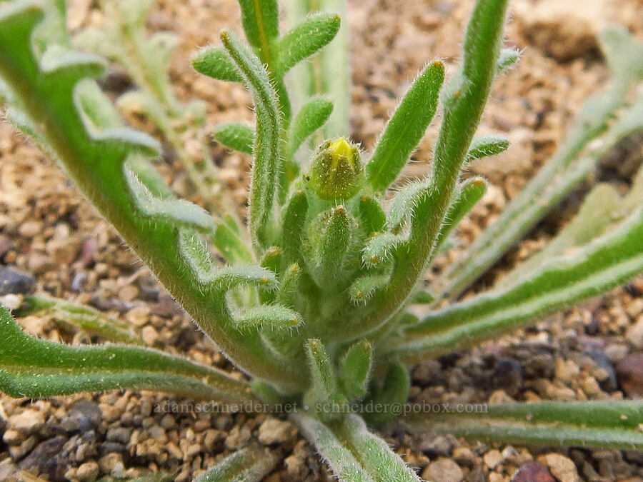 blazing-star, budding (which?) (Mentzelia sp.) [Moffitt Road, Deschutes County, Oregon]