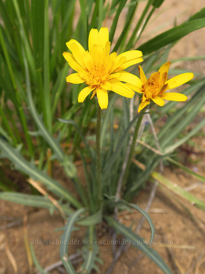 sagebrush agoseris (Agoseris parviflora) [Moffitt Road, Deschutes County, Oregon]